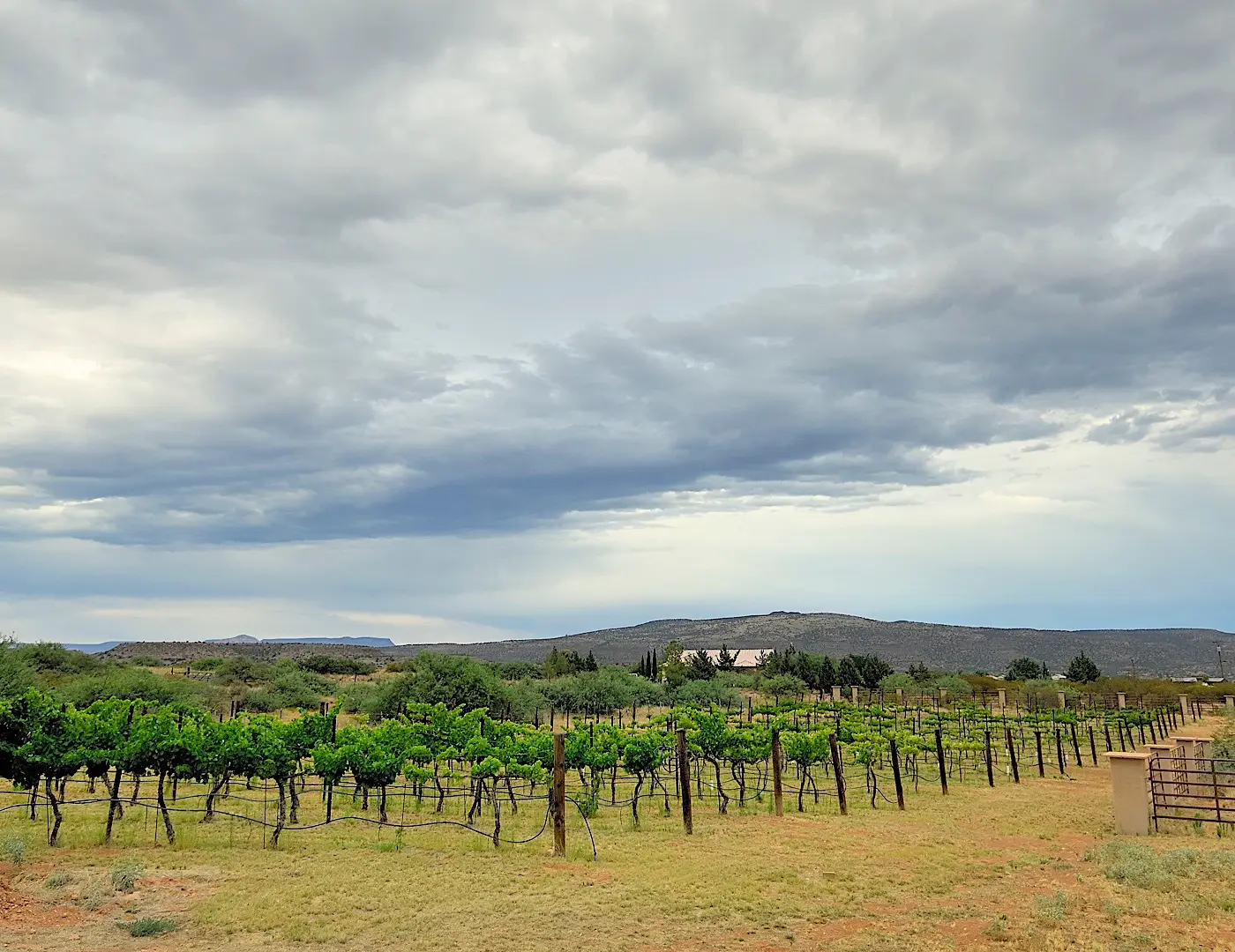Sorelle Vineyard
