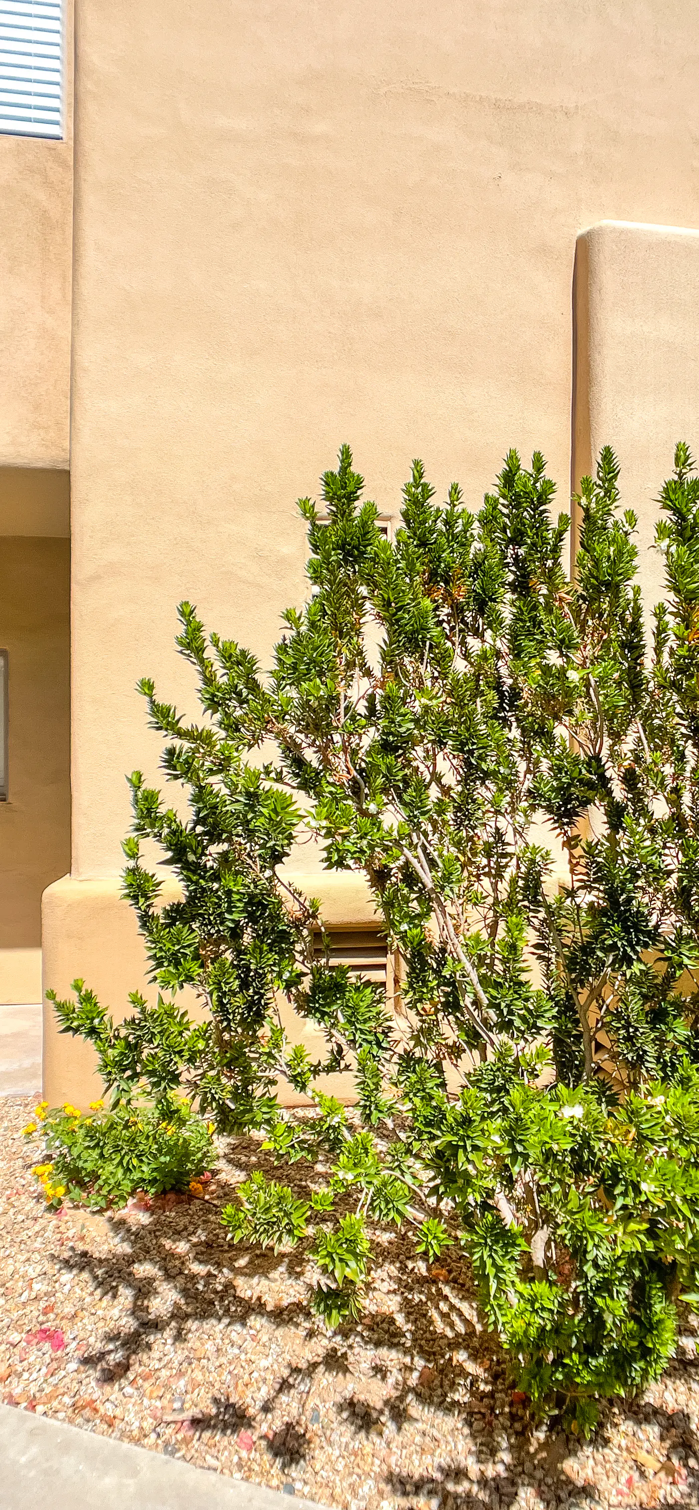 Arroyo Madera 156 Townhome