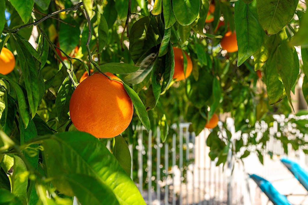 Orange Blossom Hideaway * Sparkling Heated Pool, Outdoor Seating