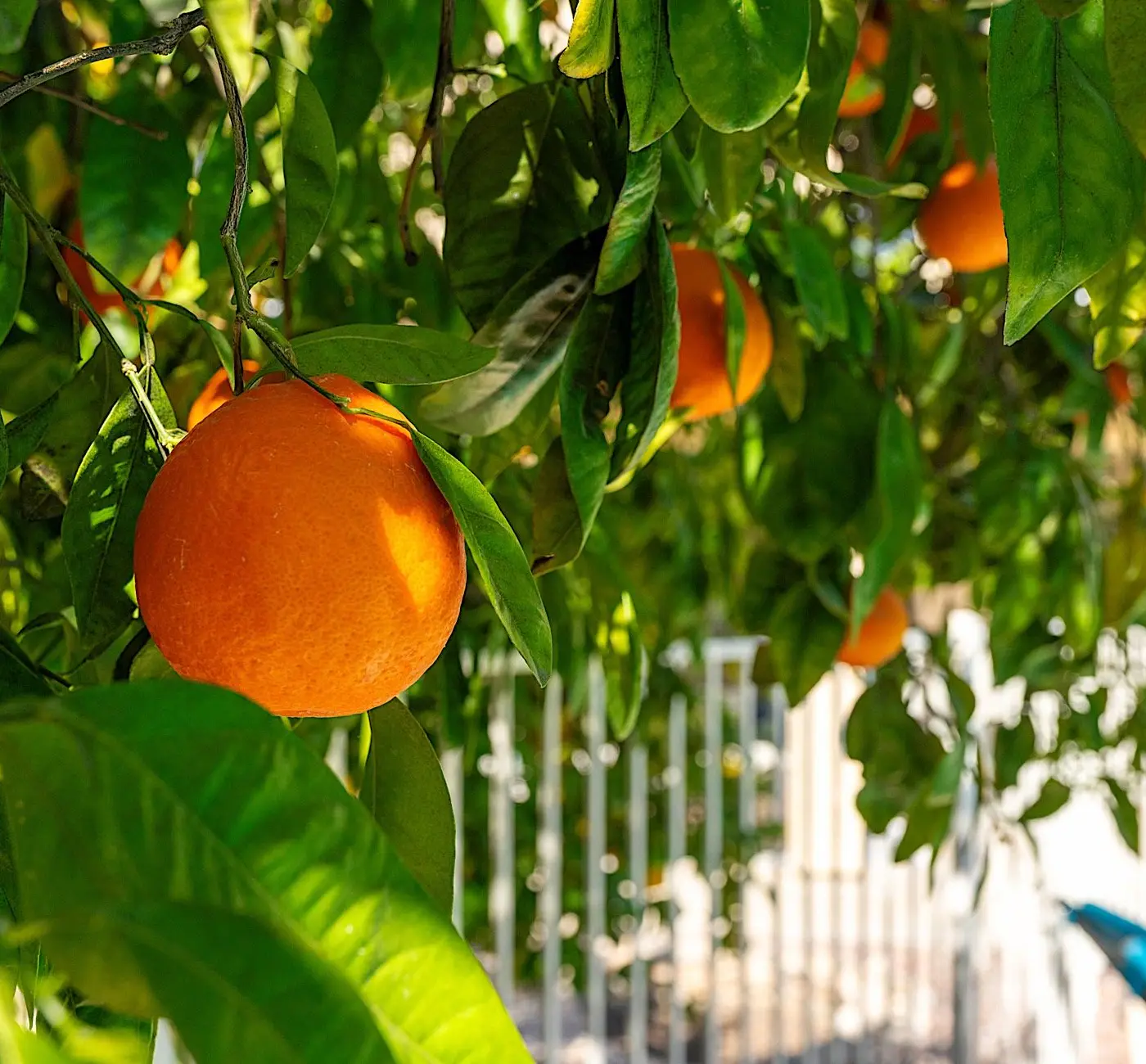 Orange Blossom Hideaway