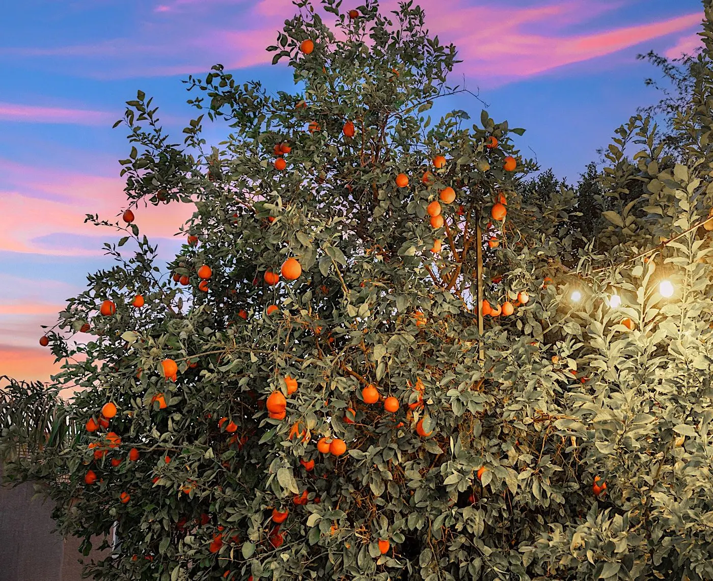 Orange Blossom Hideaway