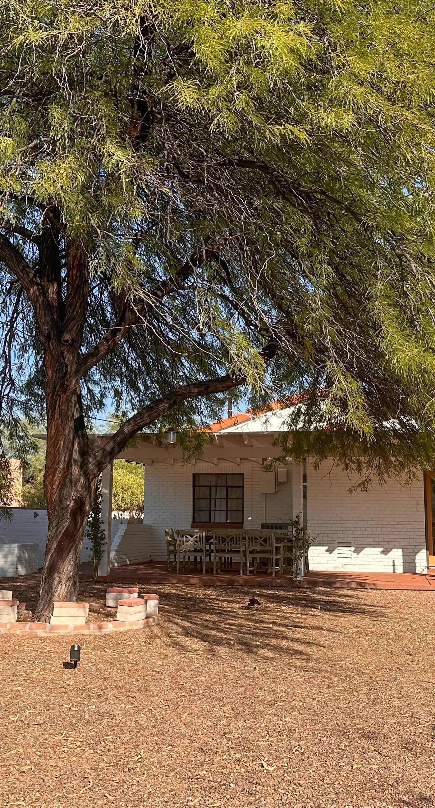 Tucson Treasure