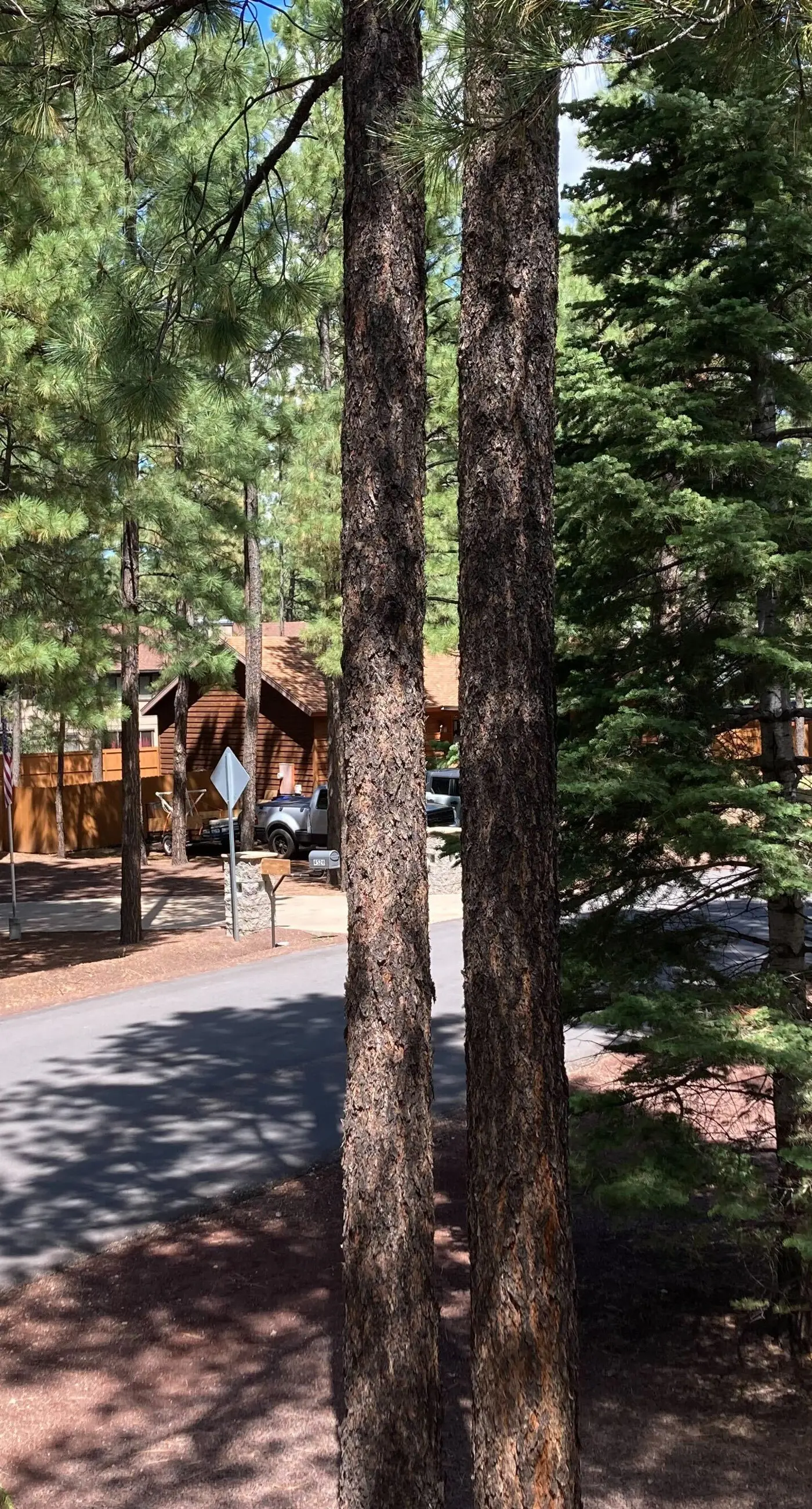 Sway of the Pines, Unit#32A