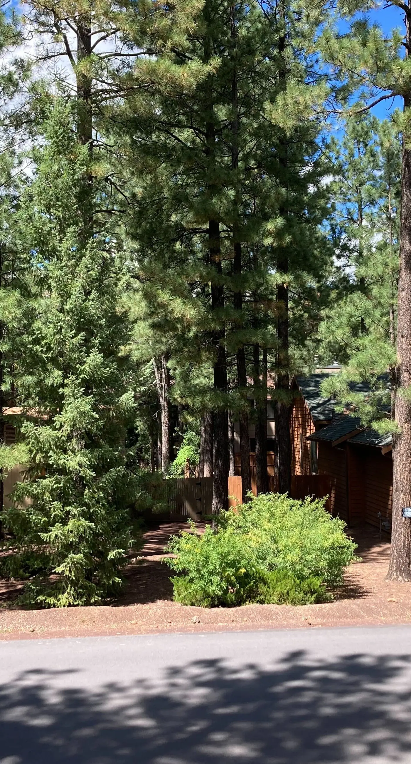 Sway of the Pines, Unit#32A