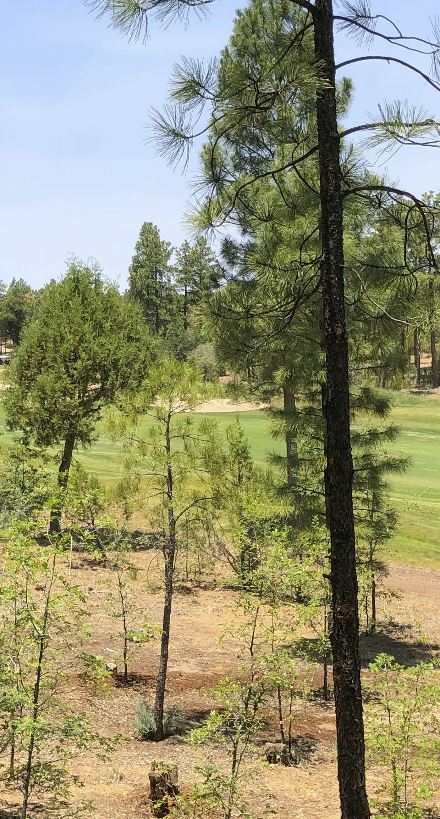 Tranquil Torreon Pines and Fairway Hideaway