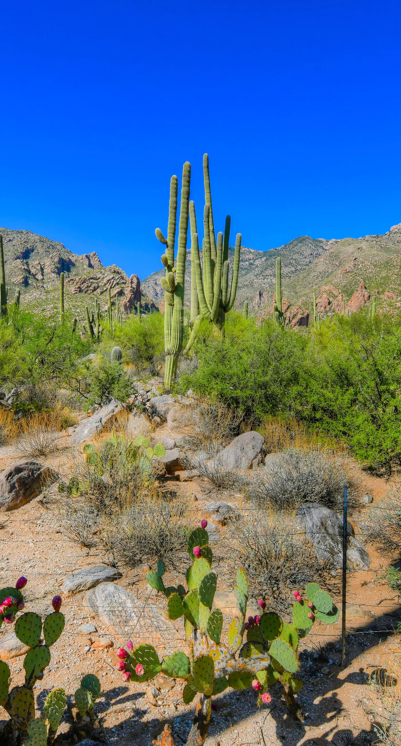 Ventana Canyon Retreat