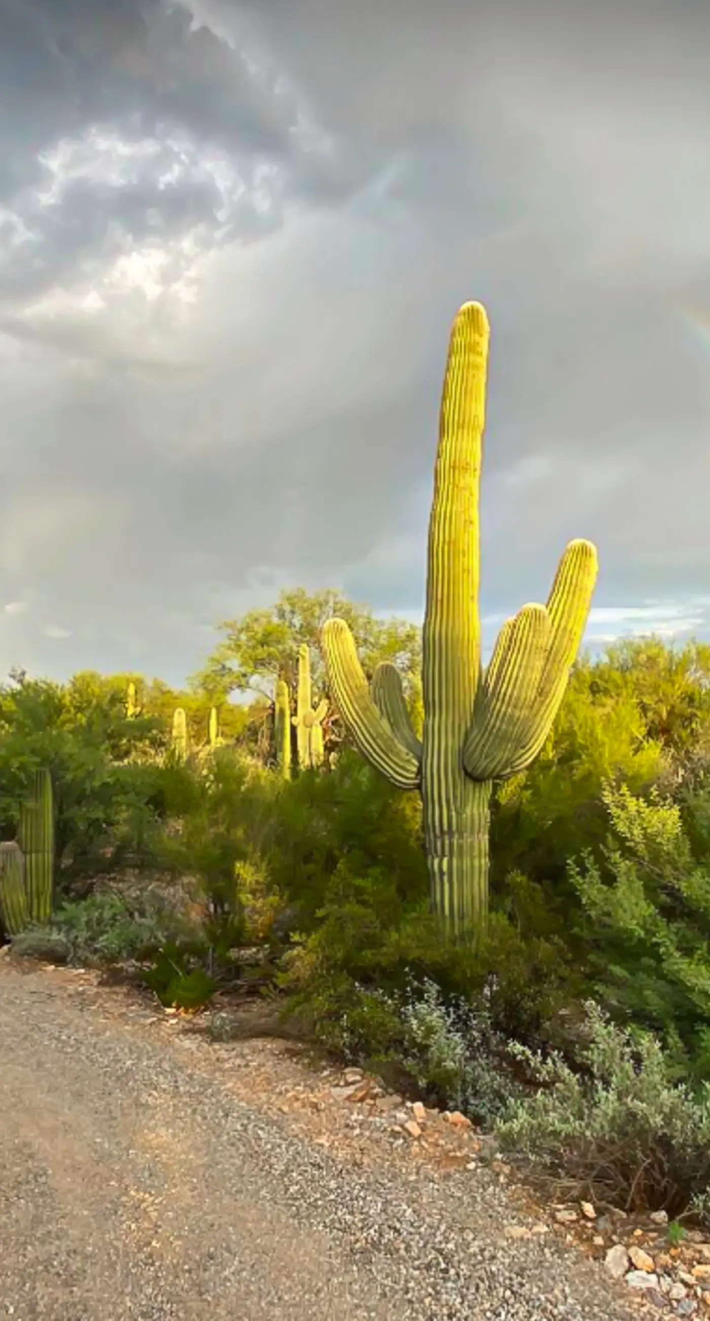 Desert Serenity at Walker Ranch