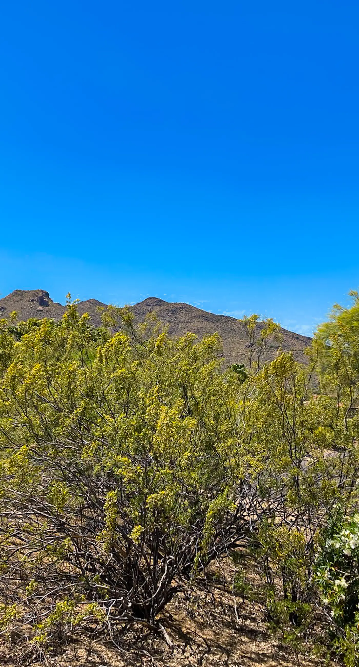 Tranquil Trail #6