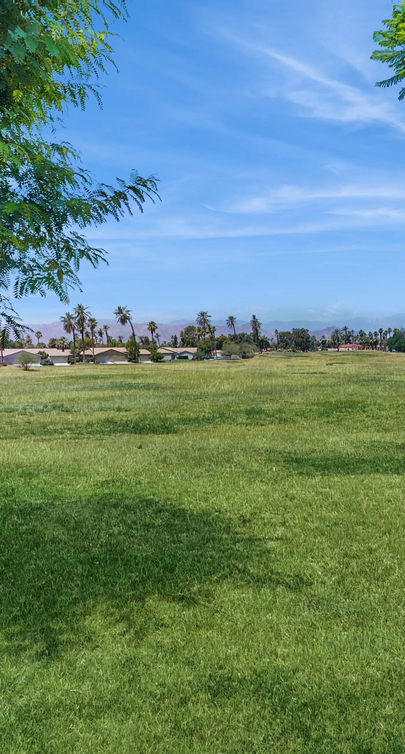 Palm Oasis