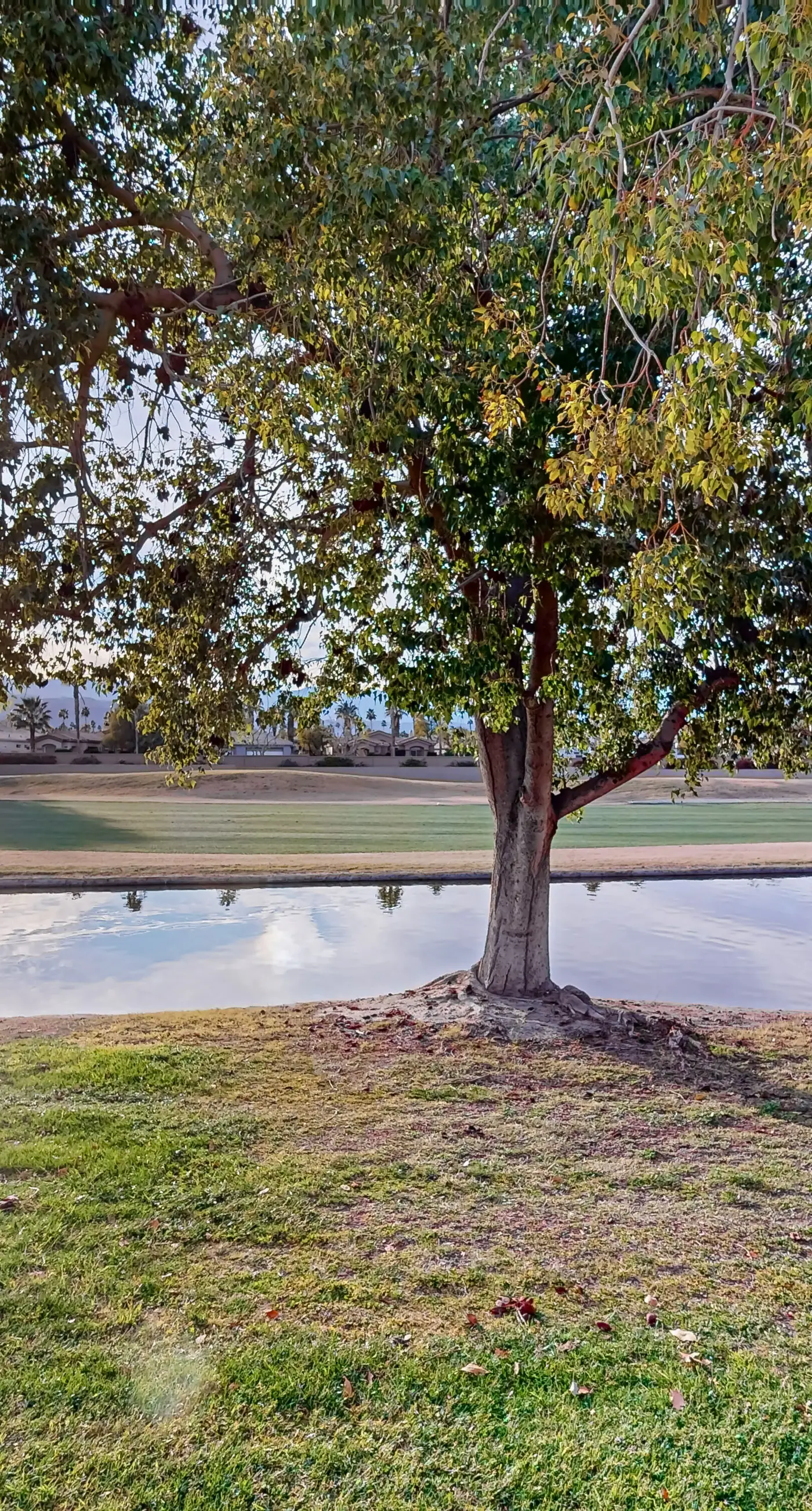 Palm Desert Resorter 16-18