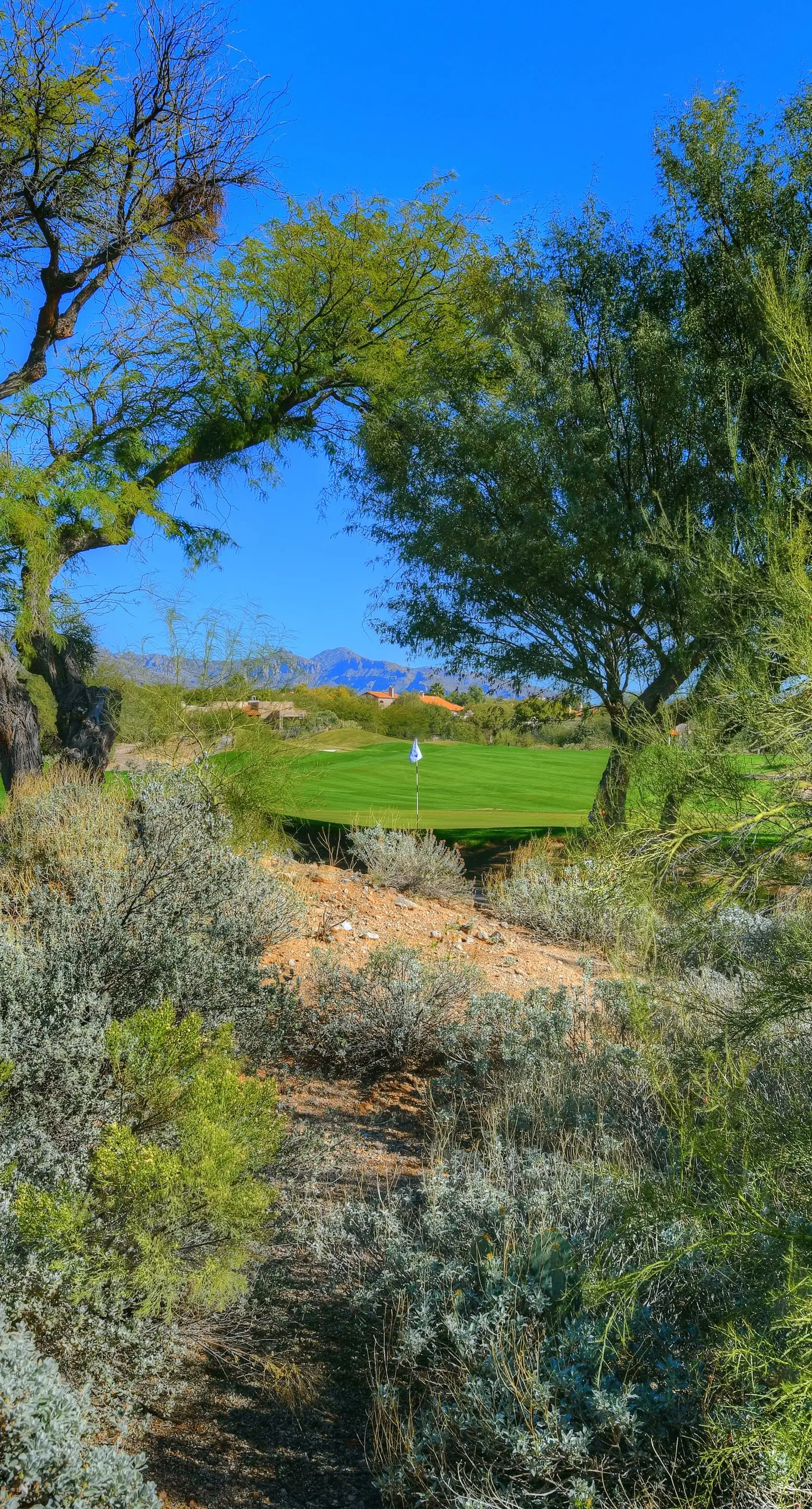 Sabino Canyon Gem