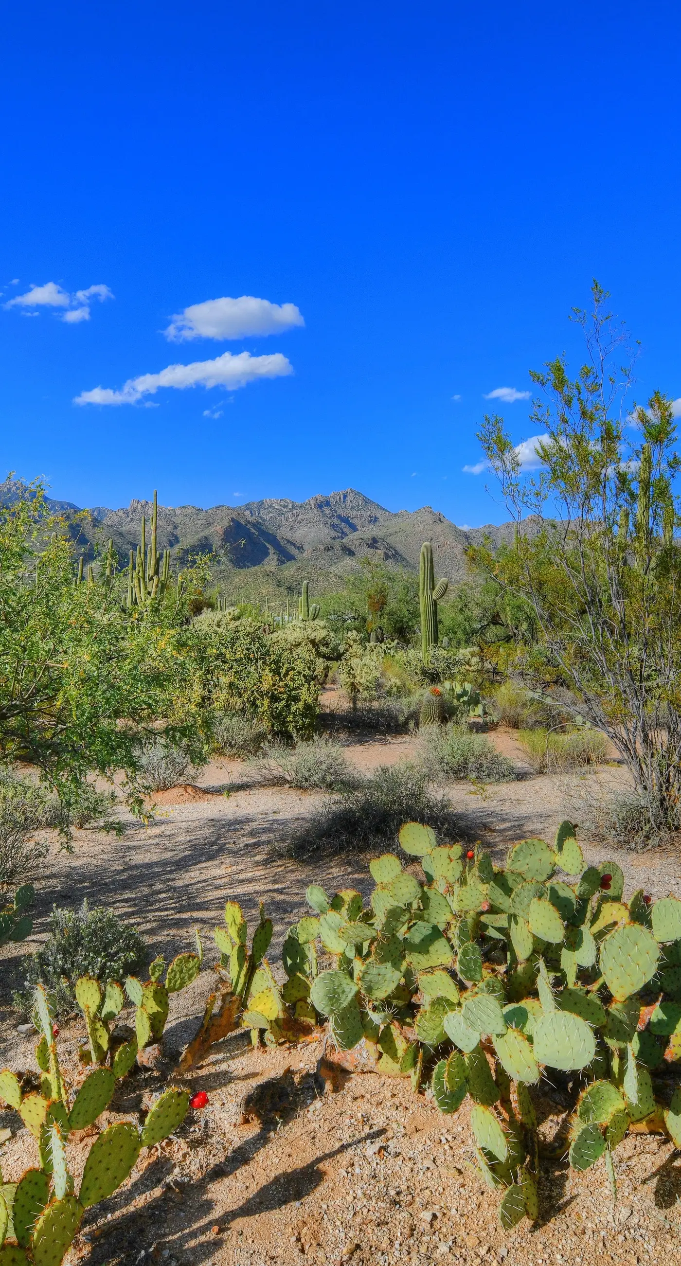 Sabino Canyon Gem
