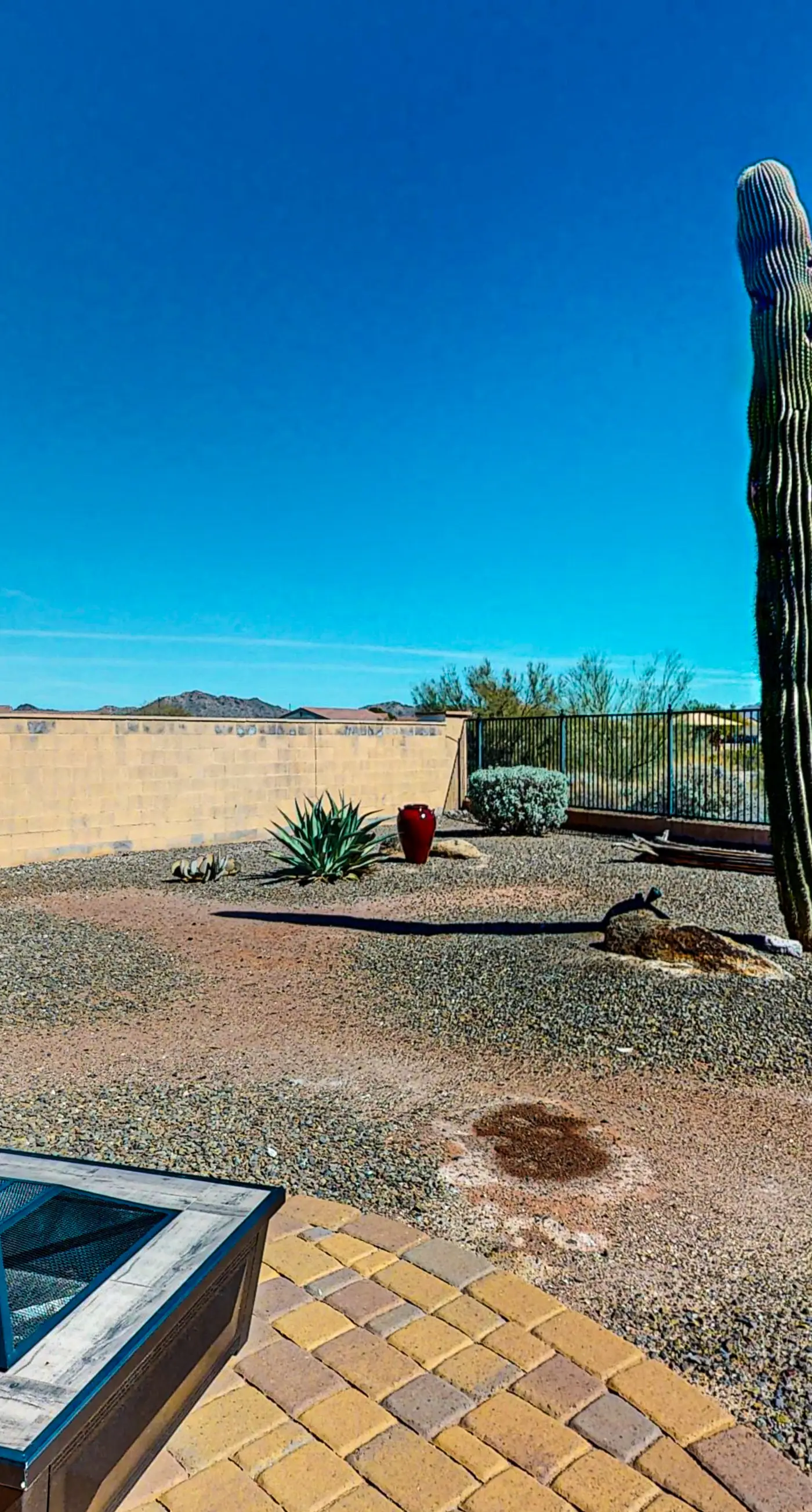 Desert Blossom