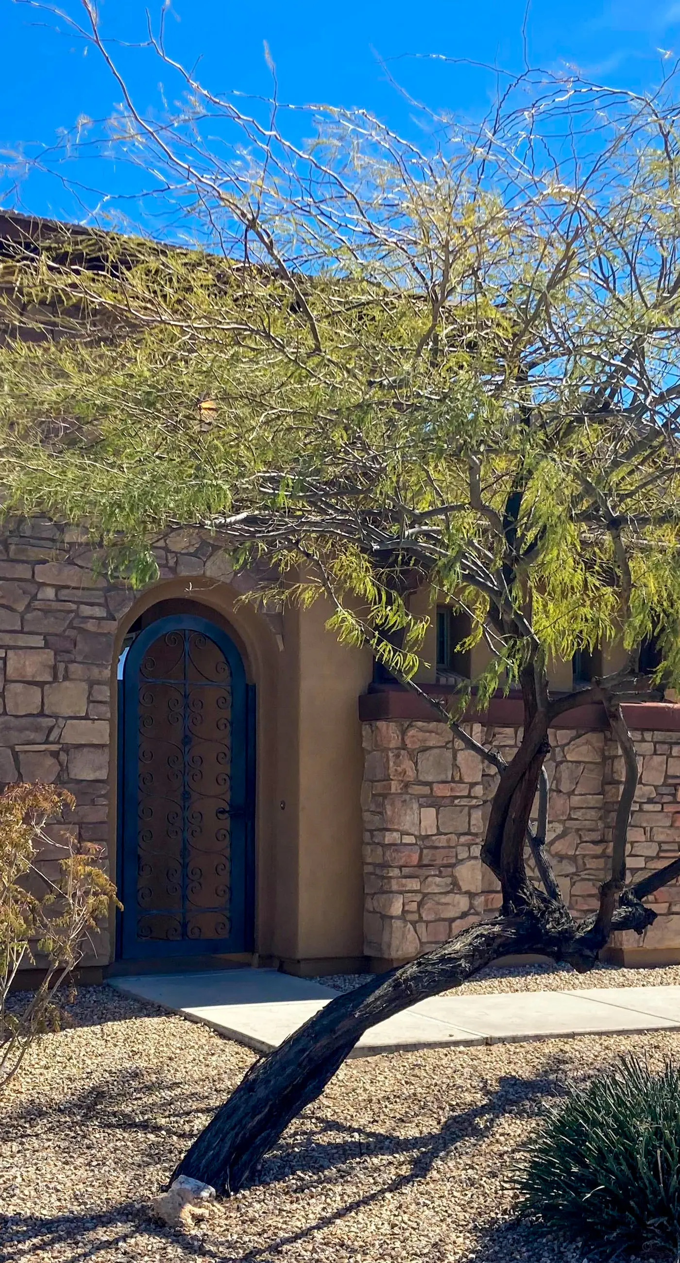 Desert Blossom