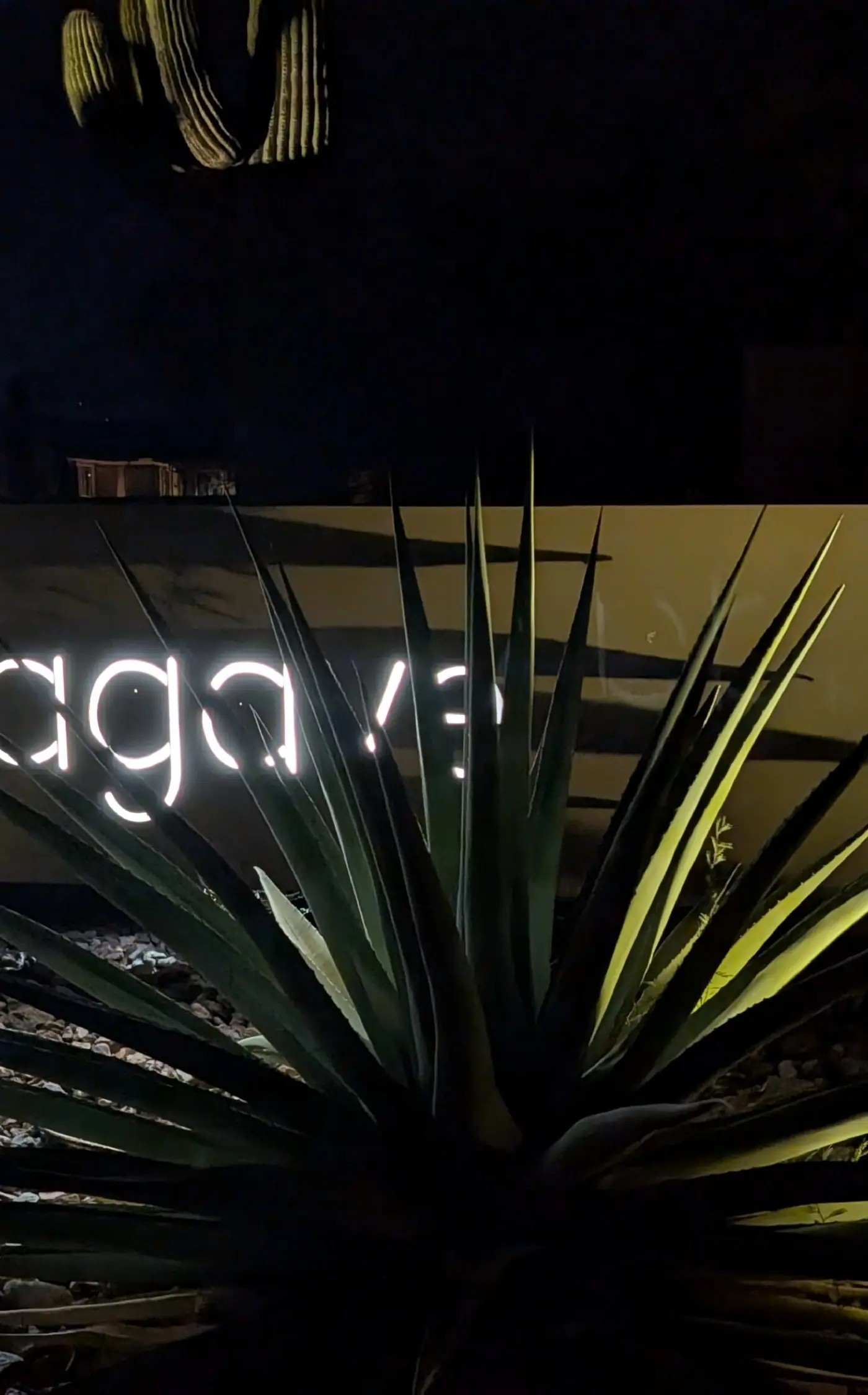 Blue Agave Dreams