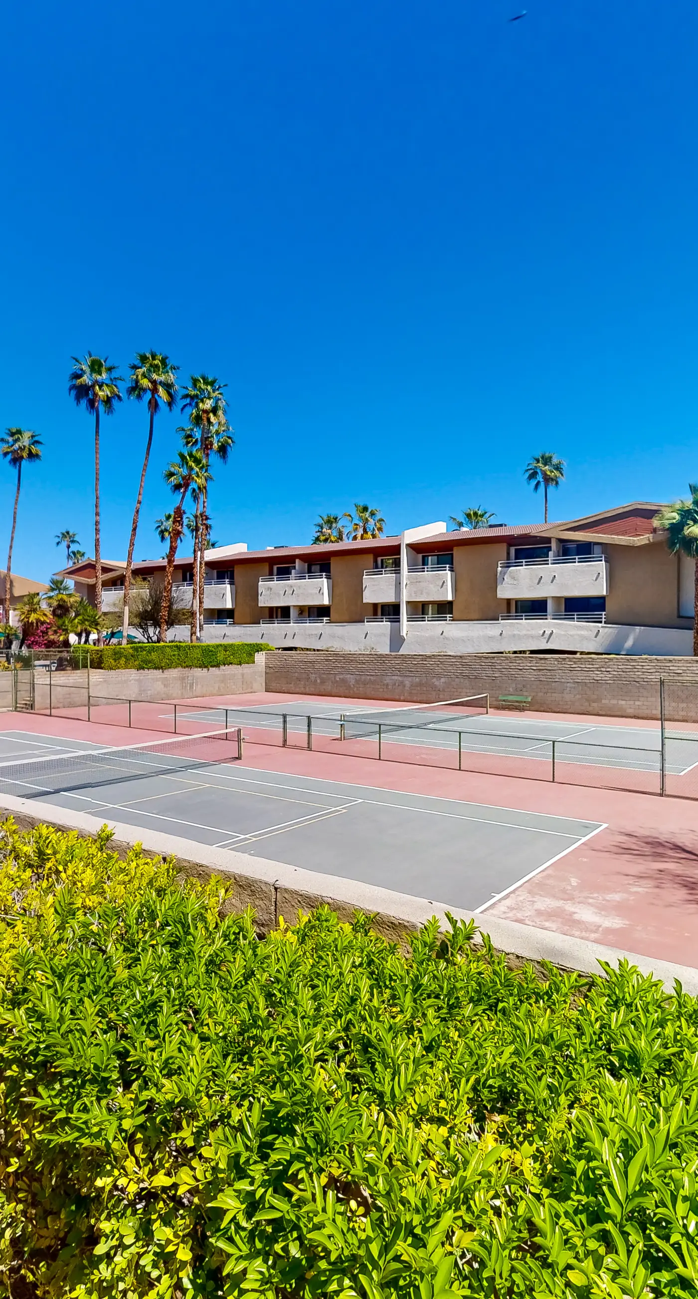 Mountains & Palms #60164