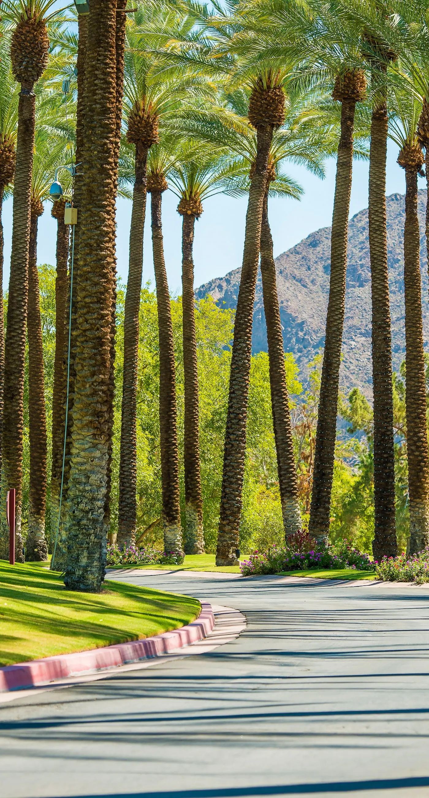Mountains & Palms #60164