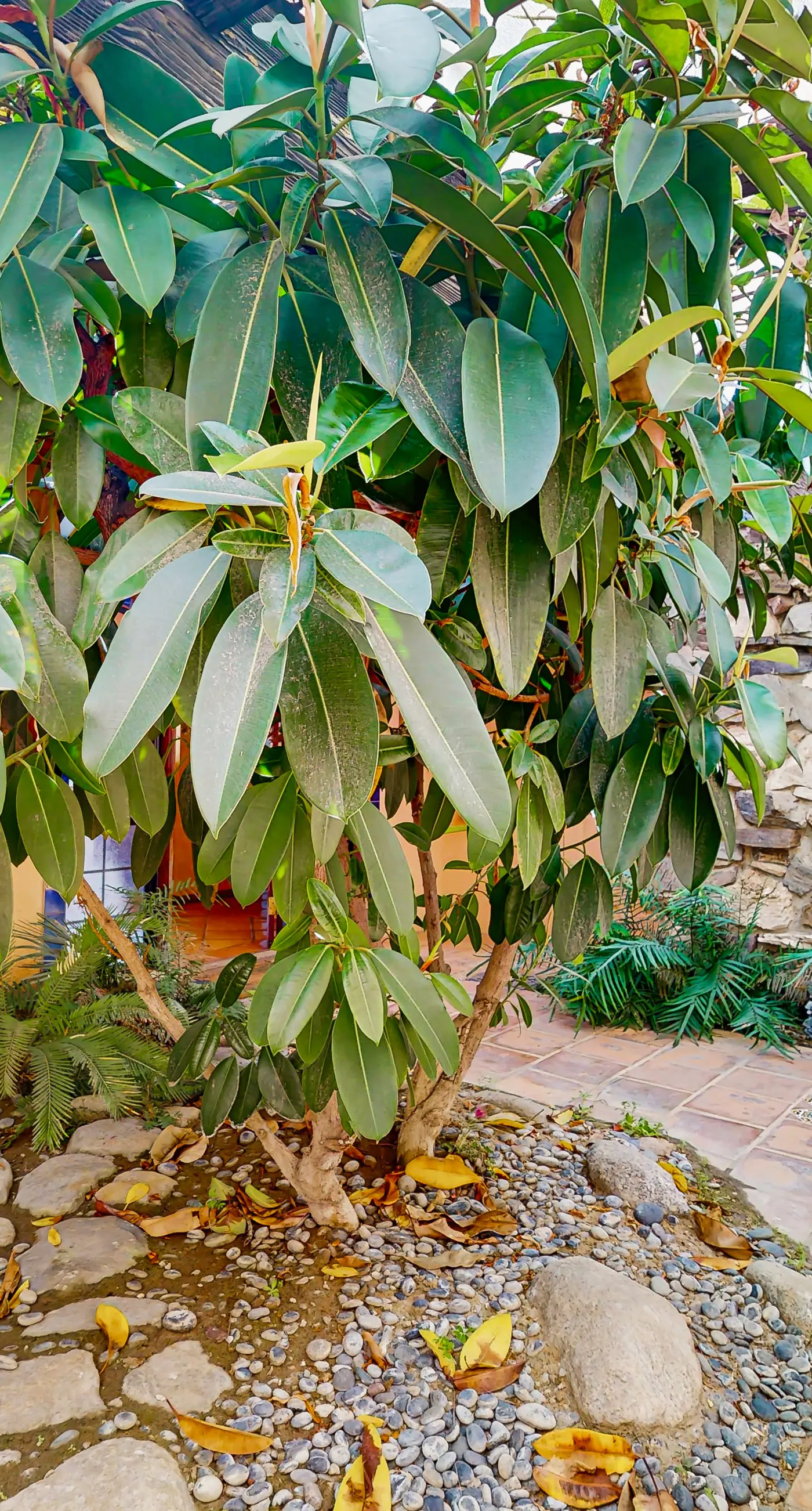 Early California Style - 290