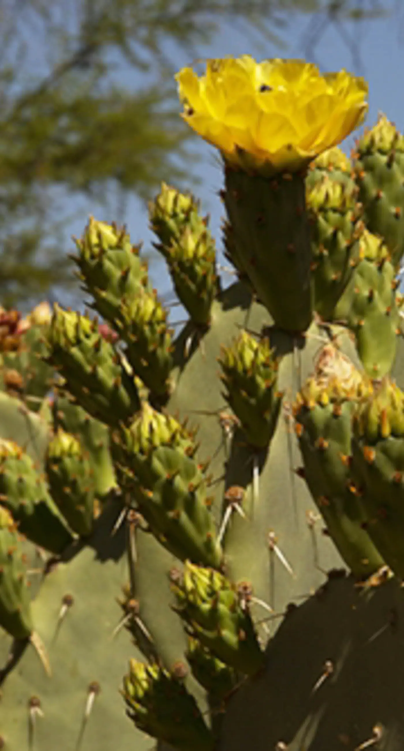 Vistoso Resort Casita #149