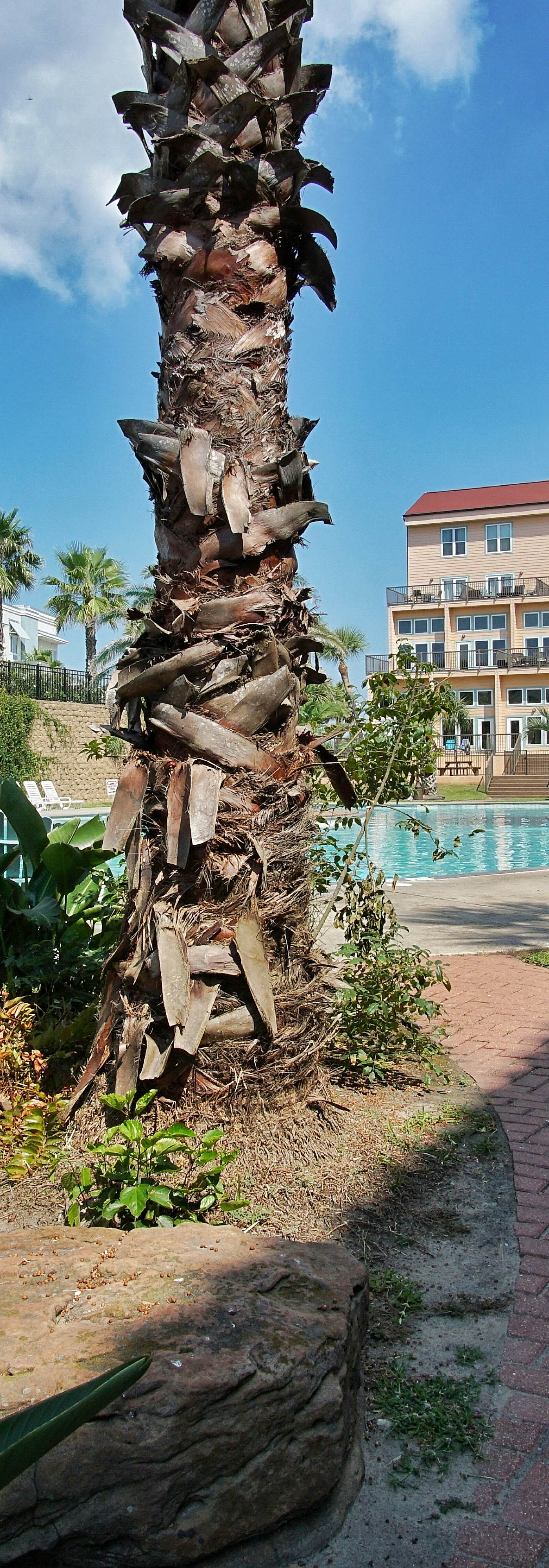 Island Time in Galveston