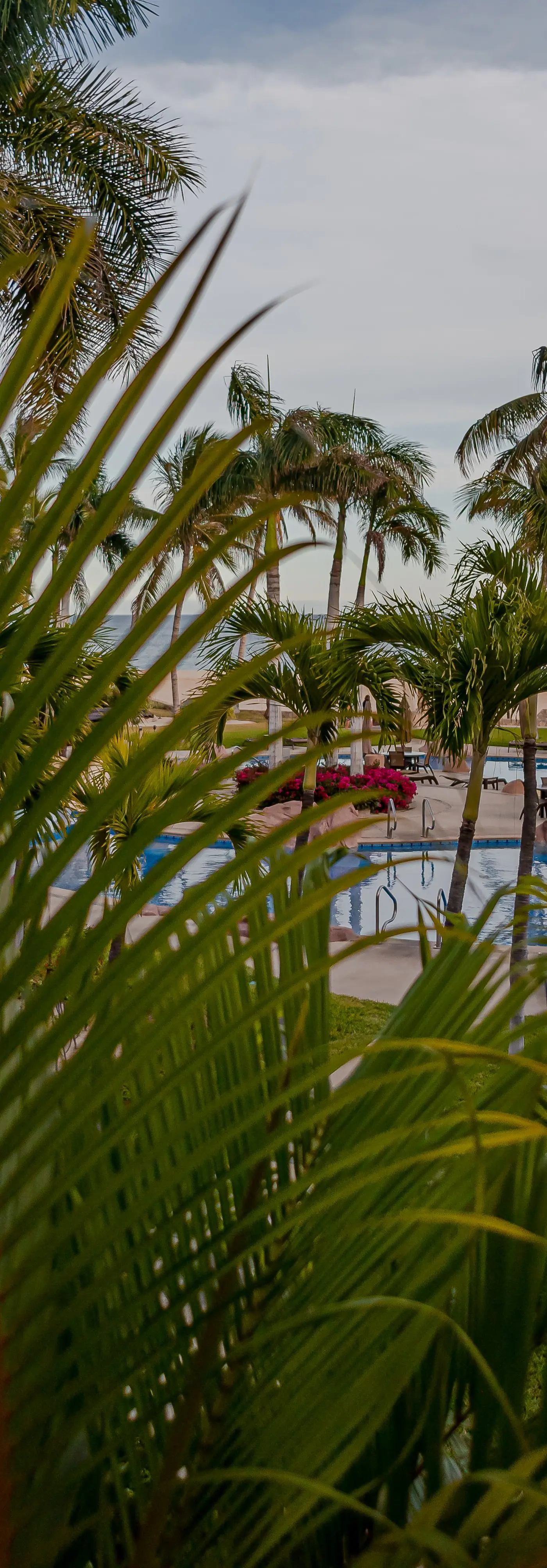 Las Mañanitas LM C208