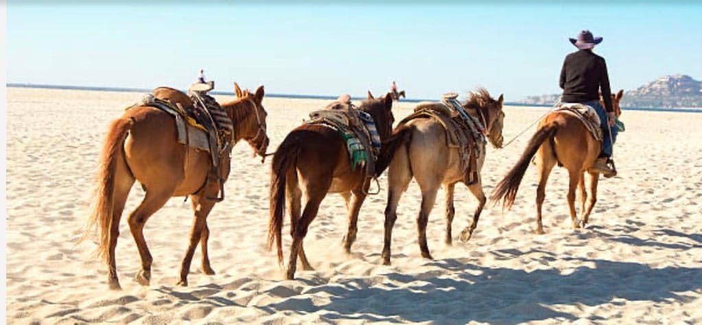 Las Mañanitas LM E3302