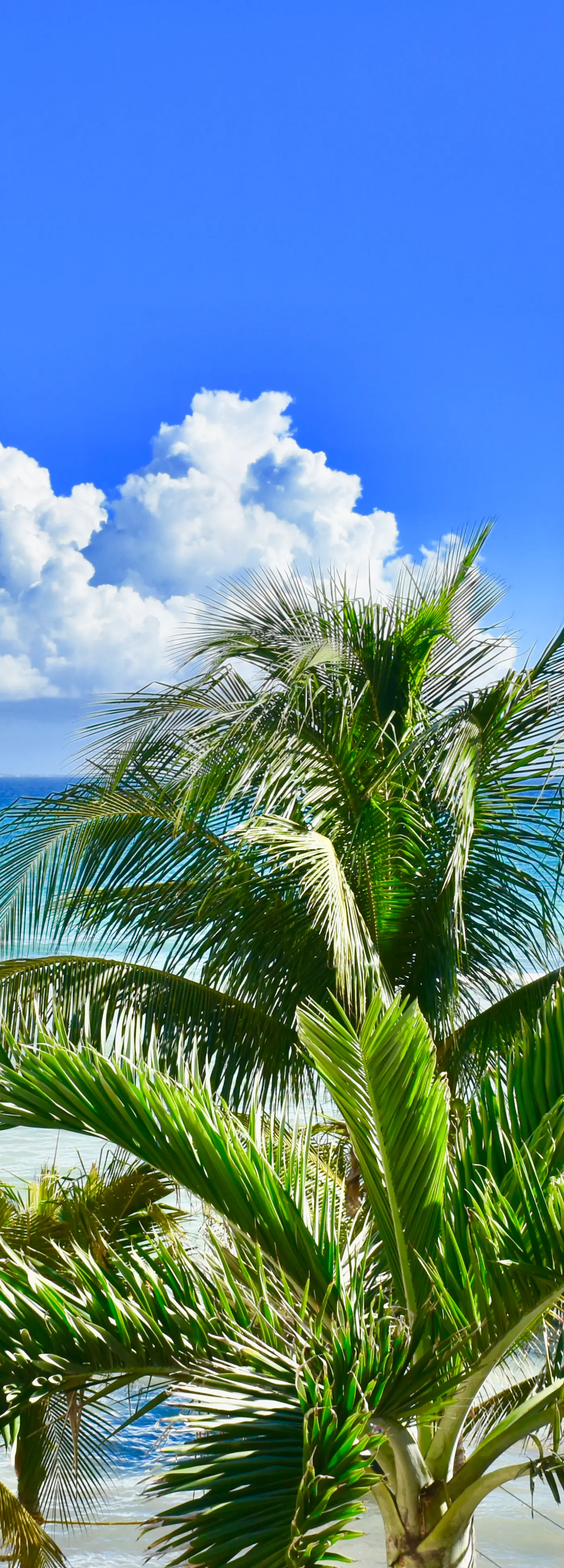 Playa Palms Beach Hotel Playa Palms 302 Ocean View