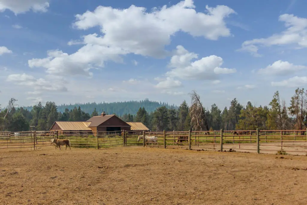 18 Antelope