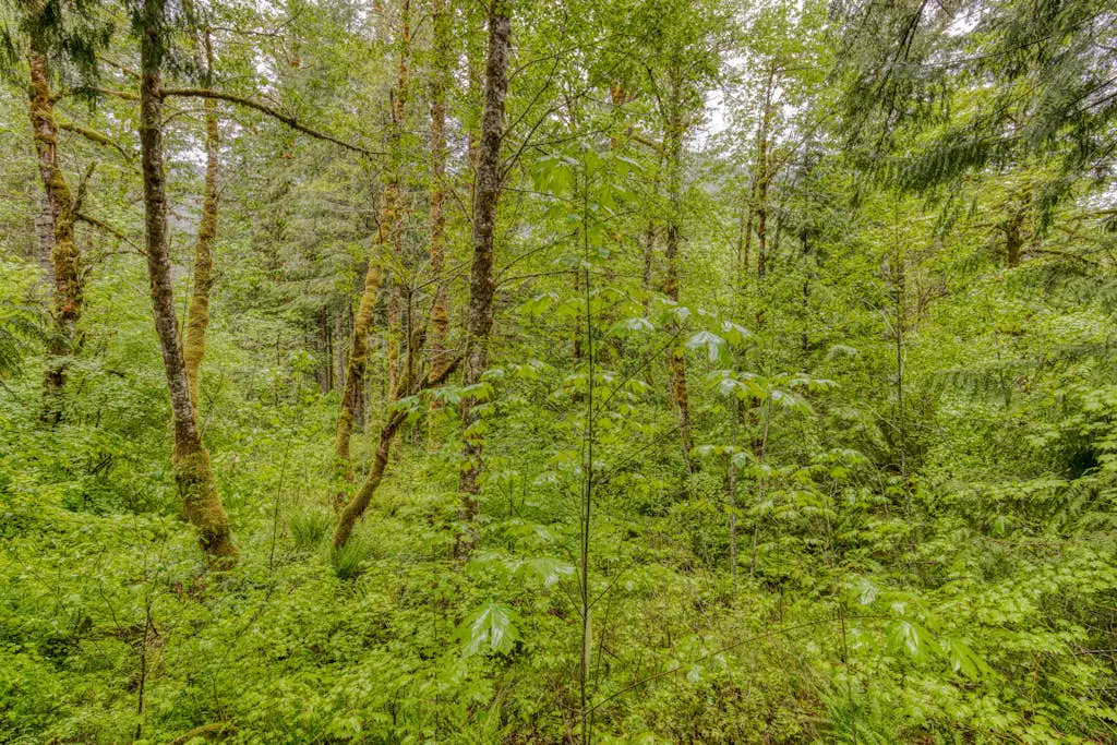The Burrow - Your Forest Refuge by the Sandy River
