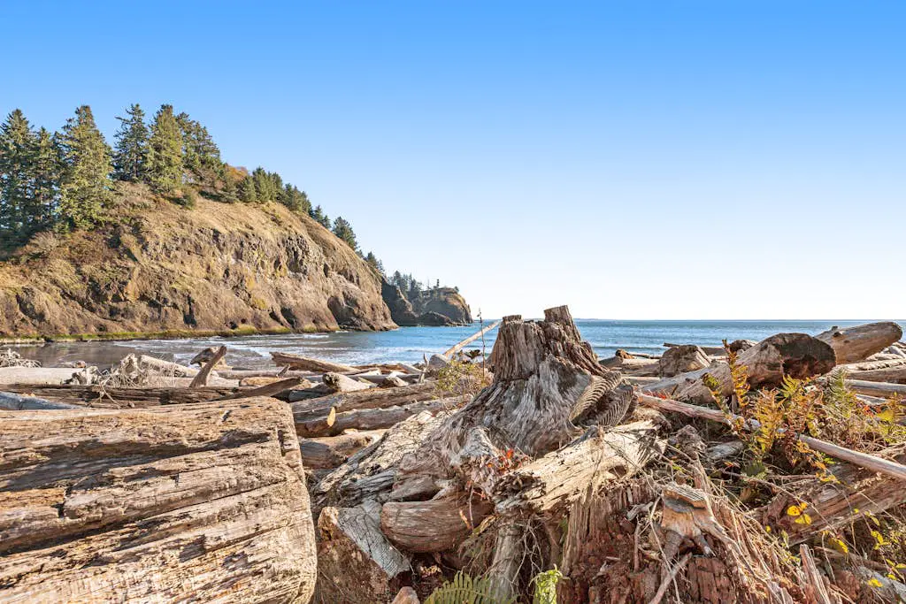 Pacific Pine