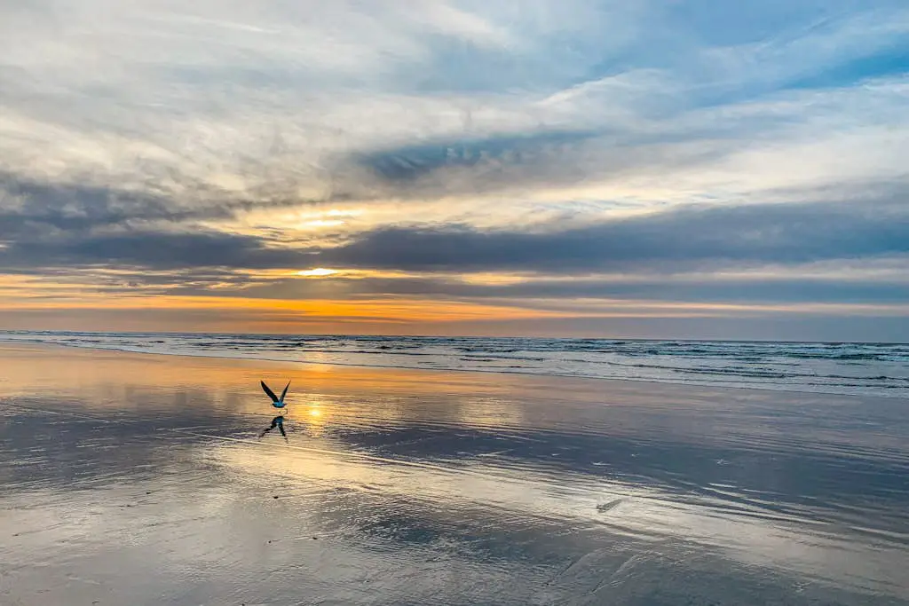Lofty Pelican