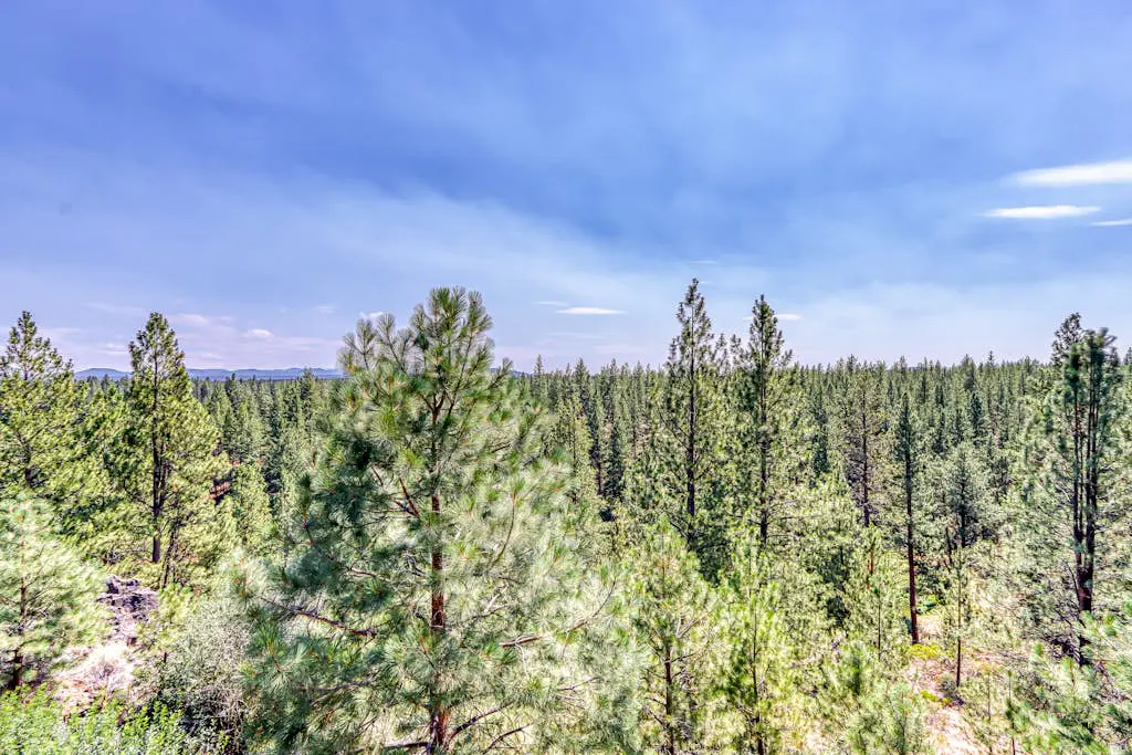 Tree Top Retreat