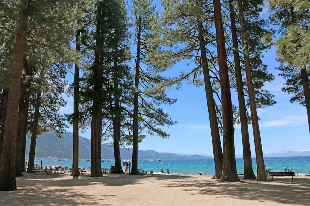 Tahoe Safari