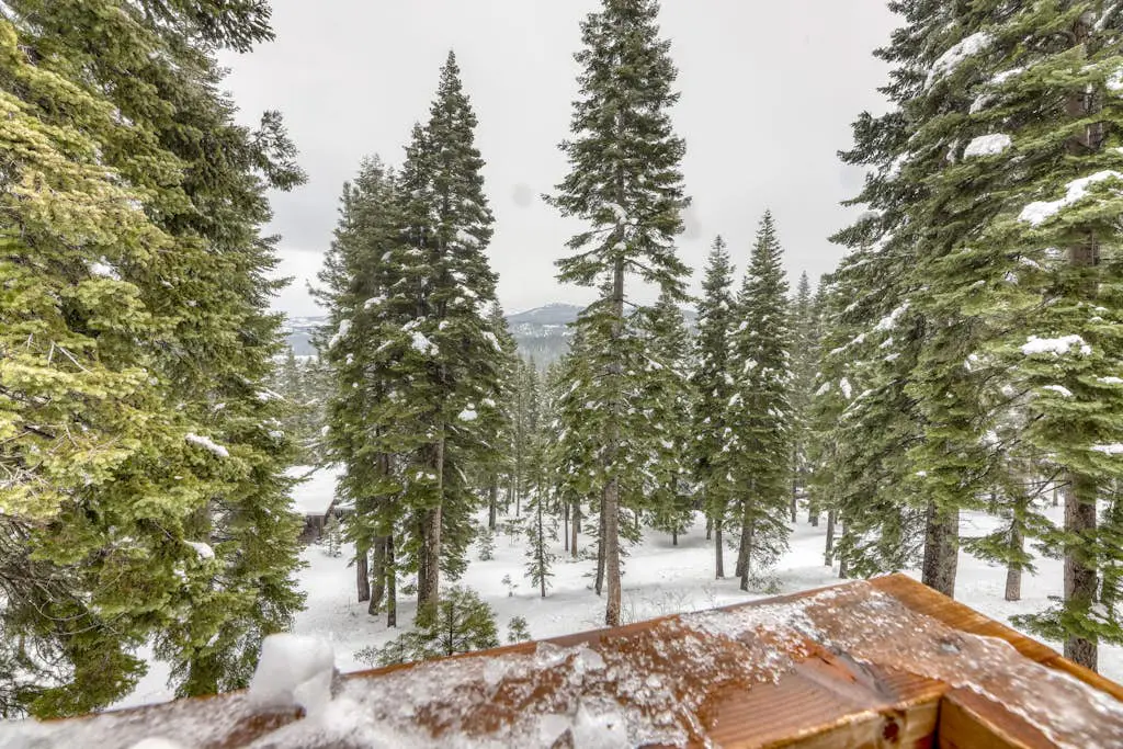 Silverfox at Northstar