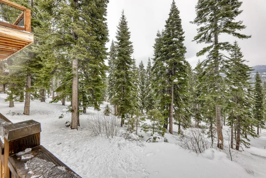 Silverfox at Northstar