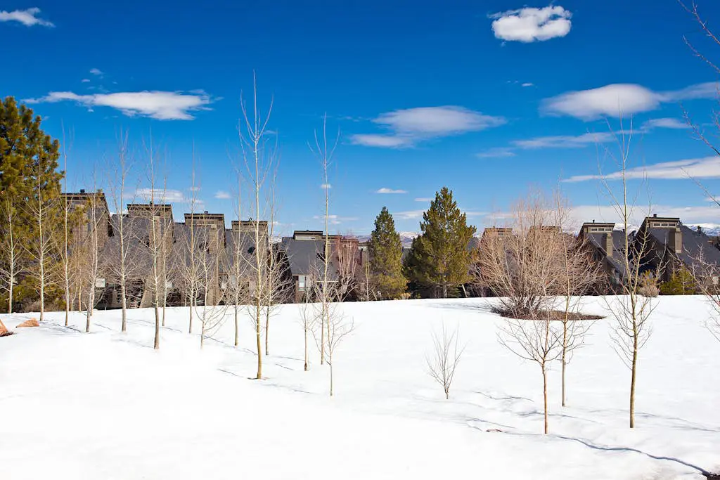 Red Pine N1