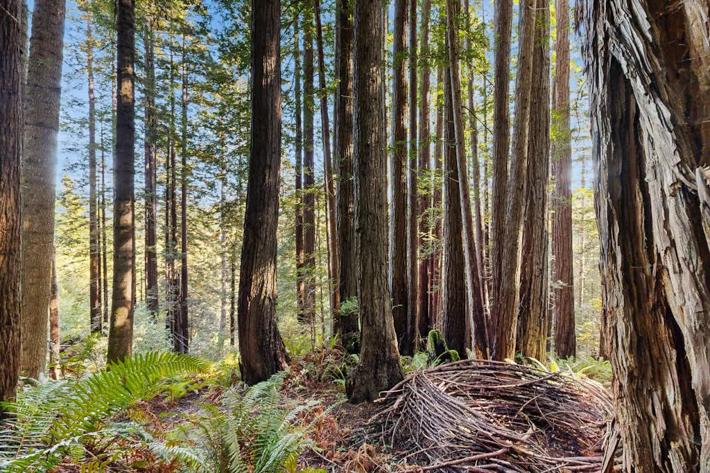 Dog-friendly forest retreat among redwoods, walk to Hot Spot & Gualala River