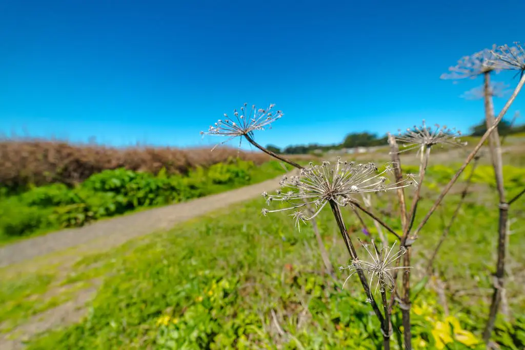 Ocean-view meadow studio near Shell Beach