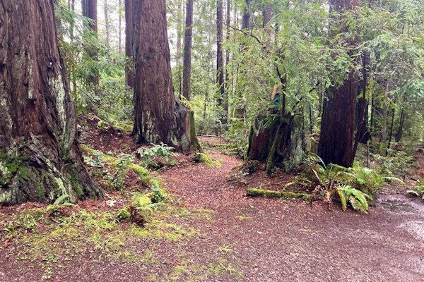 Cabin Fever - Forest cabin with large deck in private setting - close to beaches and town