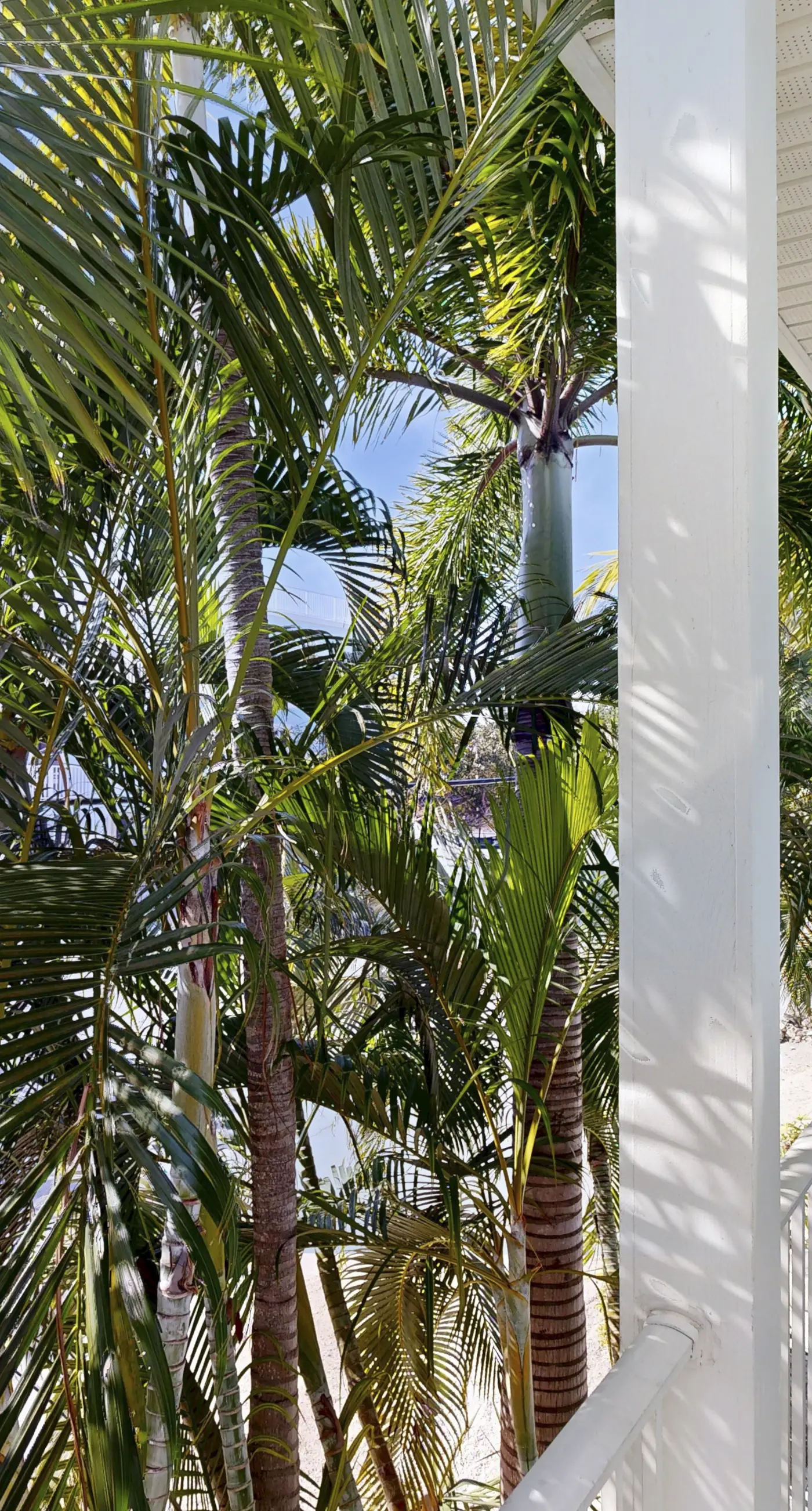 Tropical Escape