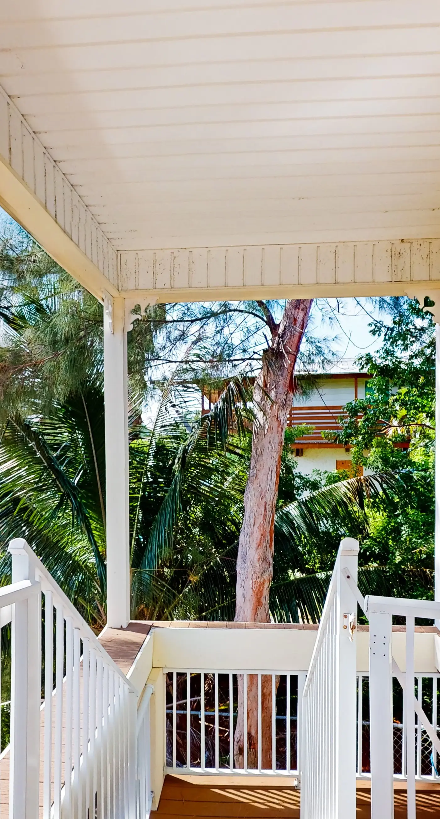 Coral Queen Palm