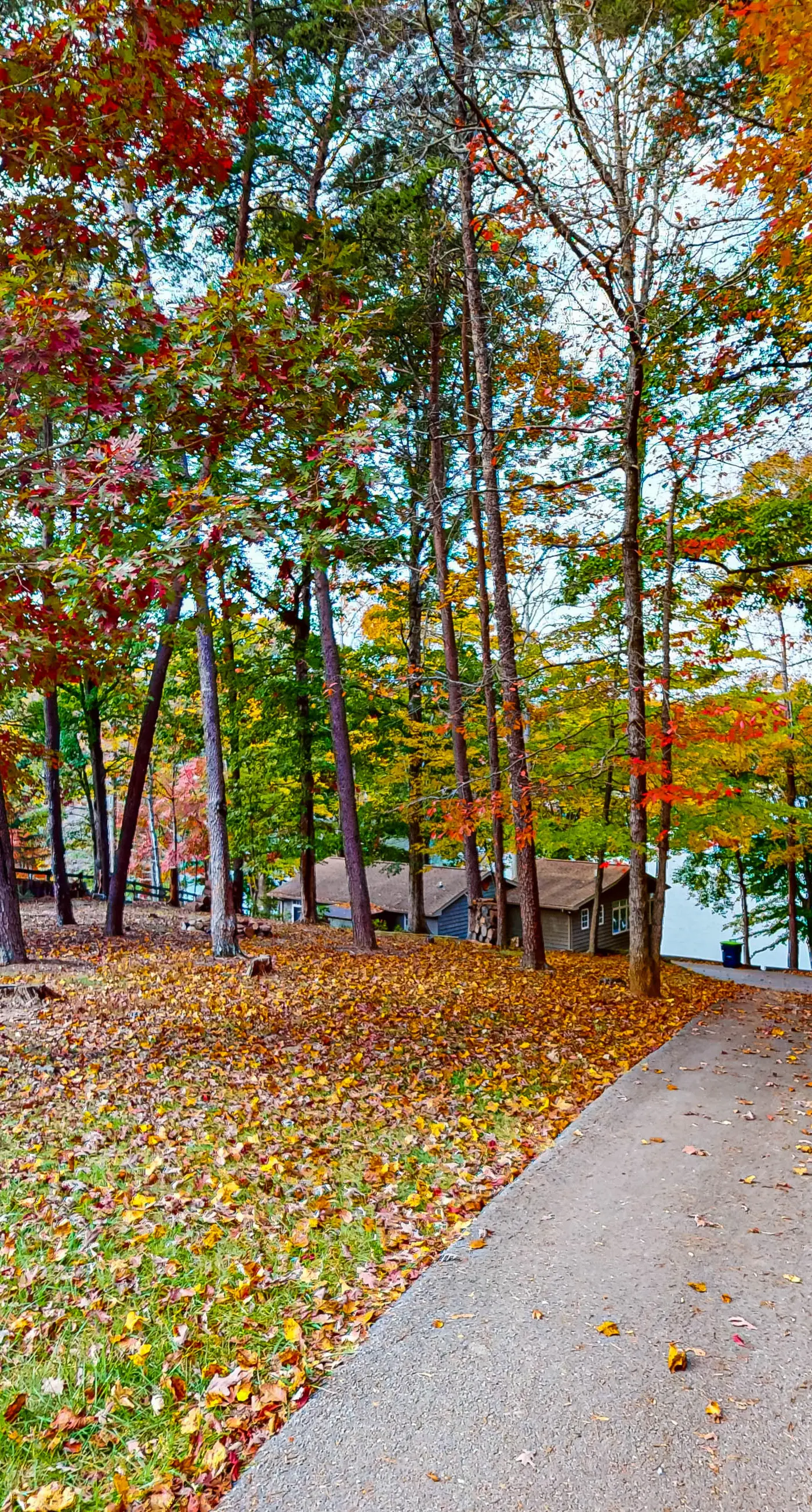 Bears Den at Acorn Dr