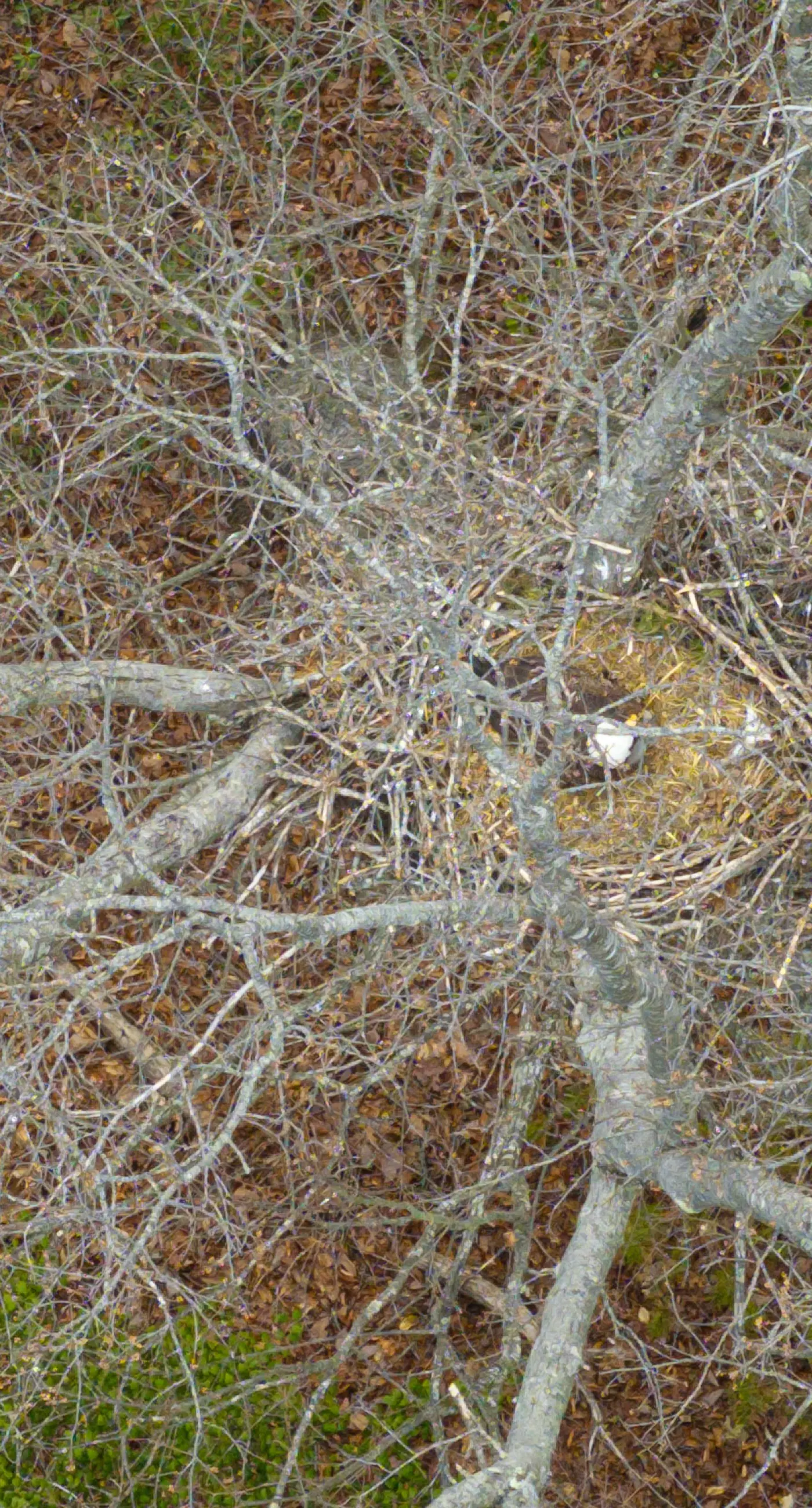 Great Escape at Eagle's Nest