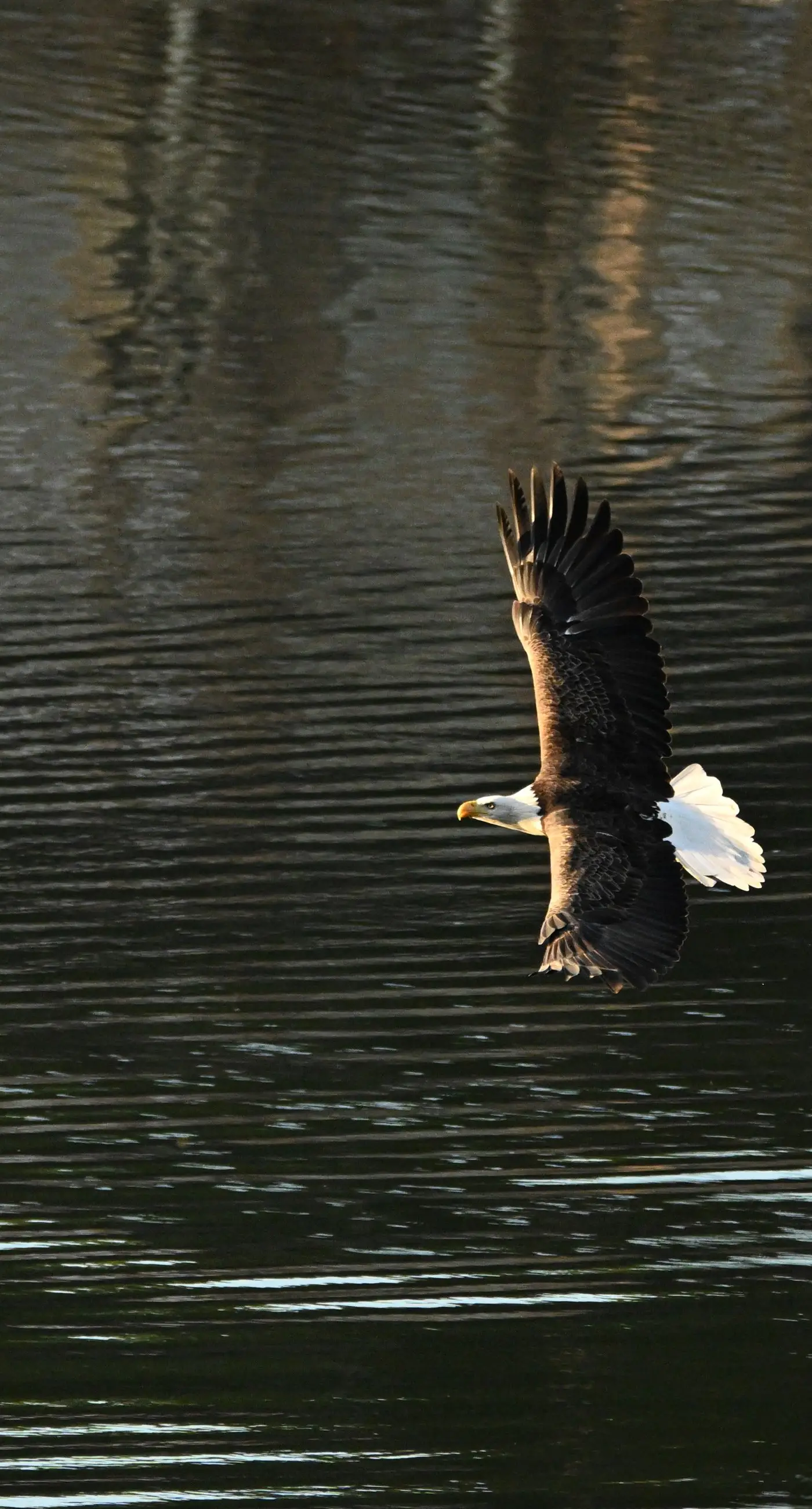 Great Escape at Eagle's Nest