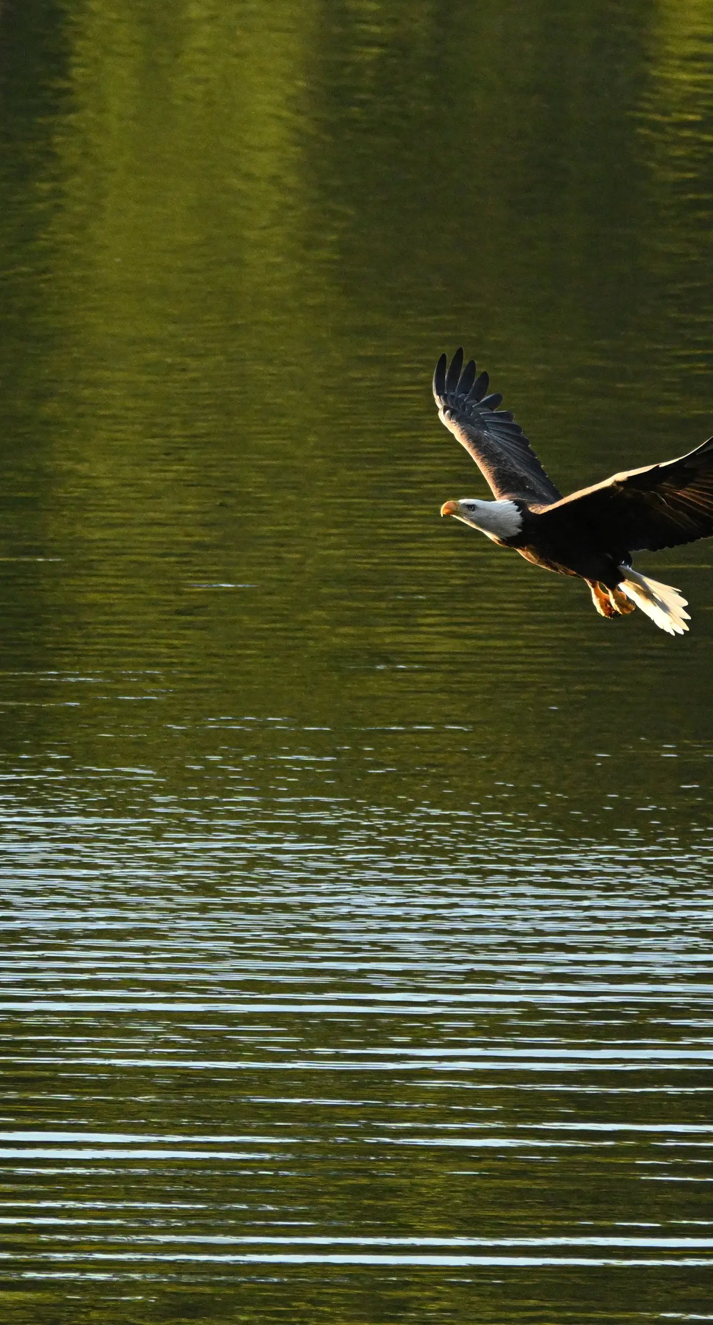 Great Escape at Eagle's Nest