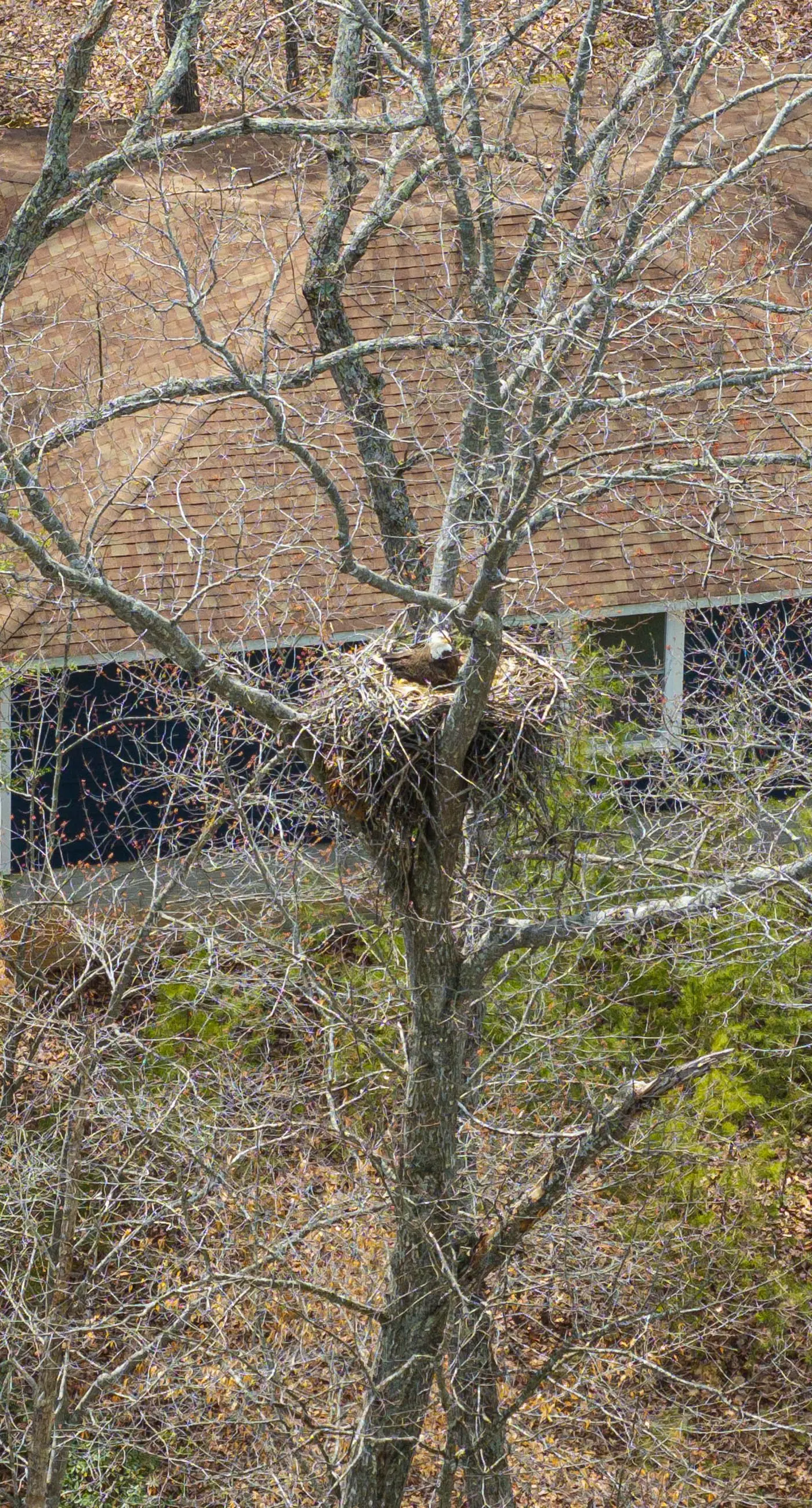 Great Escape at Eagle's Nest