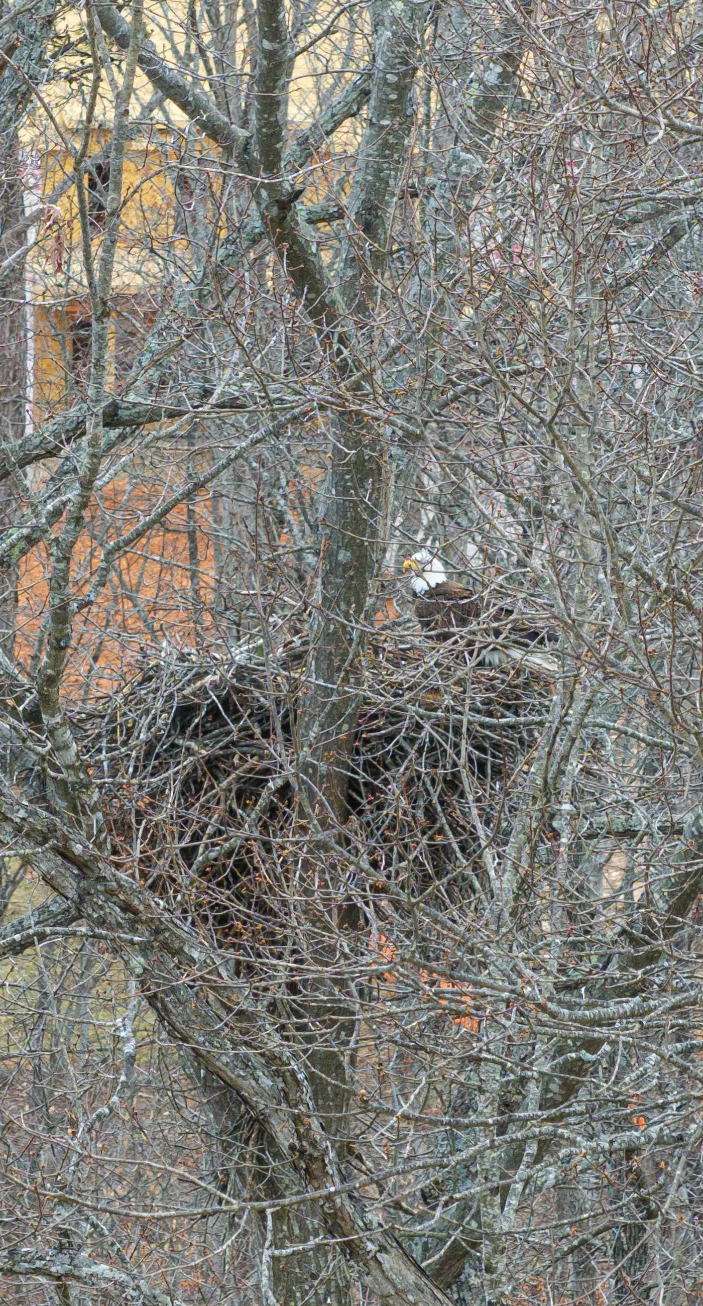 Great Escape at Eagle's Nest