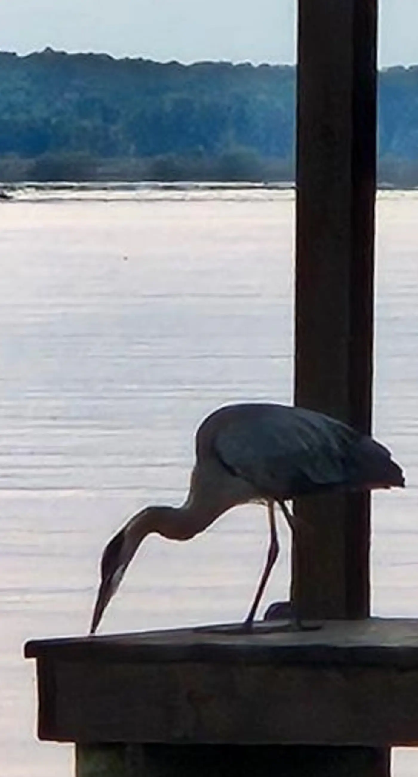 Heron's Watch