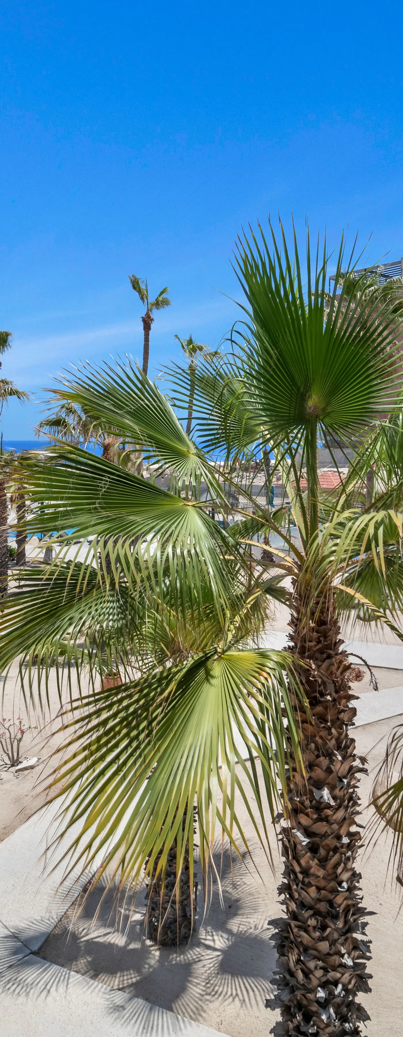 Viva Condominiums Viva 28