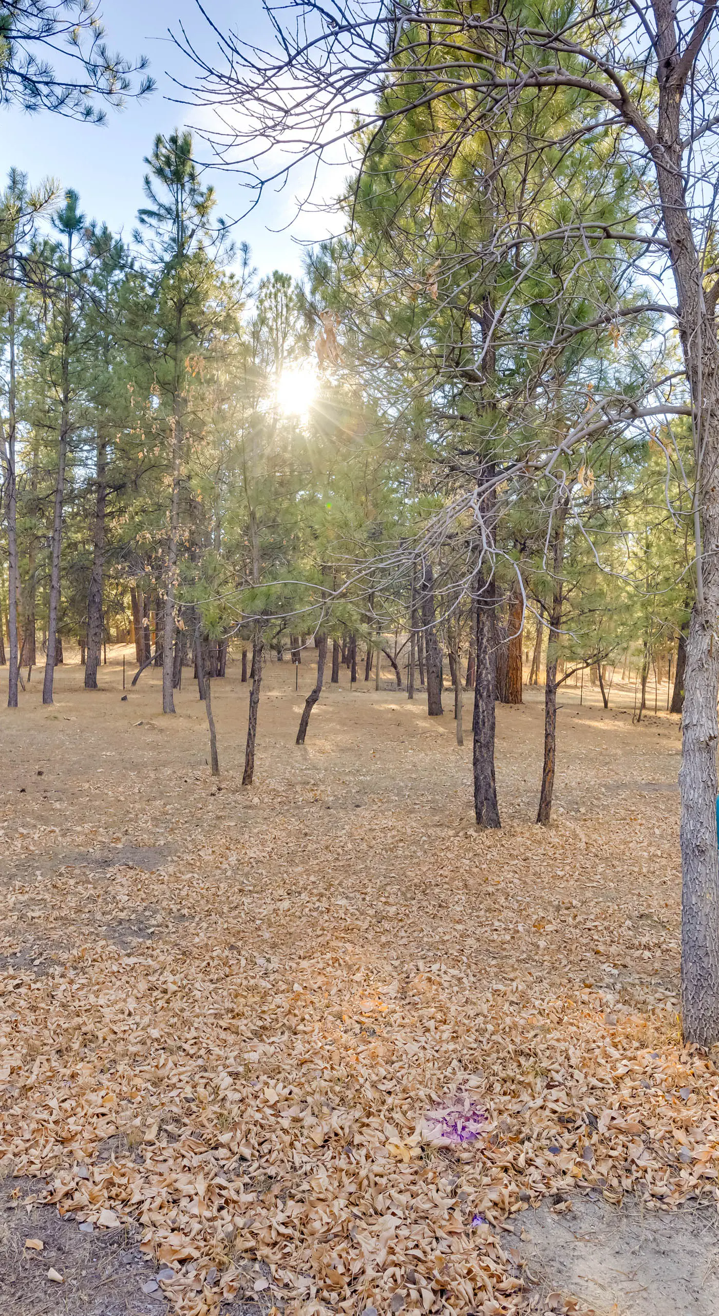 Secluded Elizabeth Apt on 3 Acres: Pets Welcome!